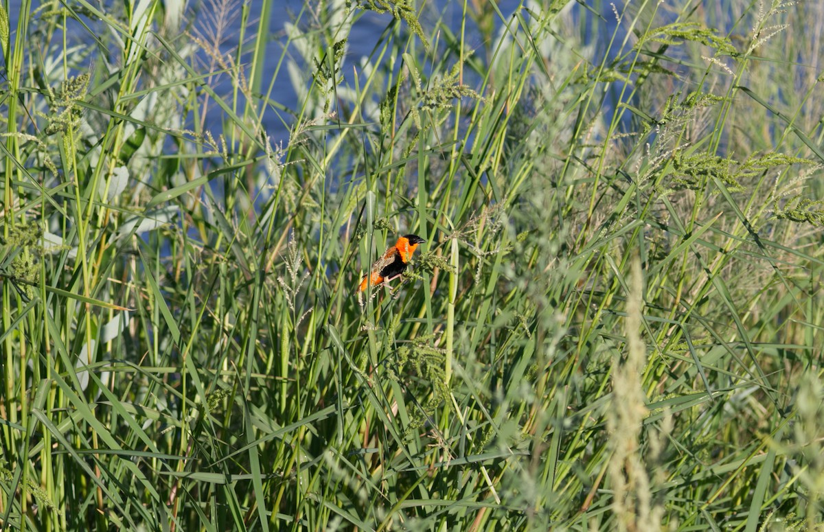 Northern Red Bishop - ML598847821