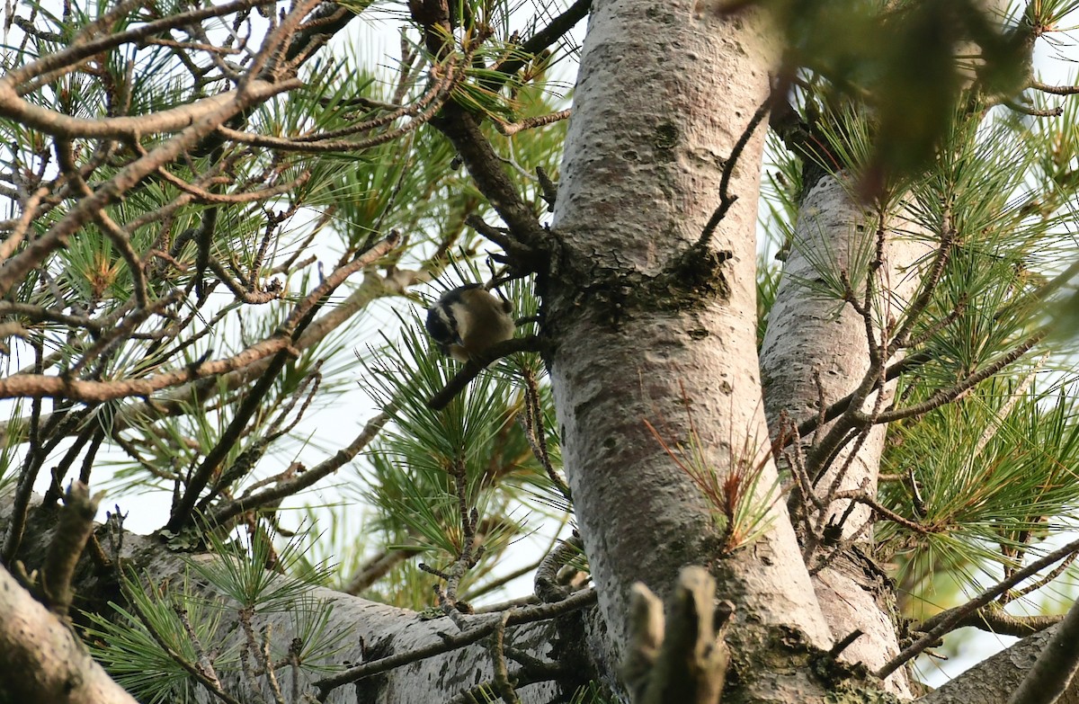 Red-breasted Nuthatch - ML598848661