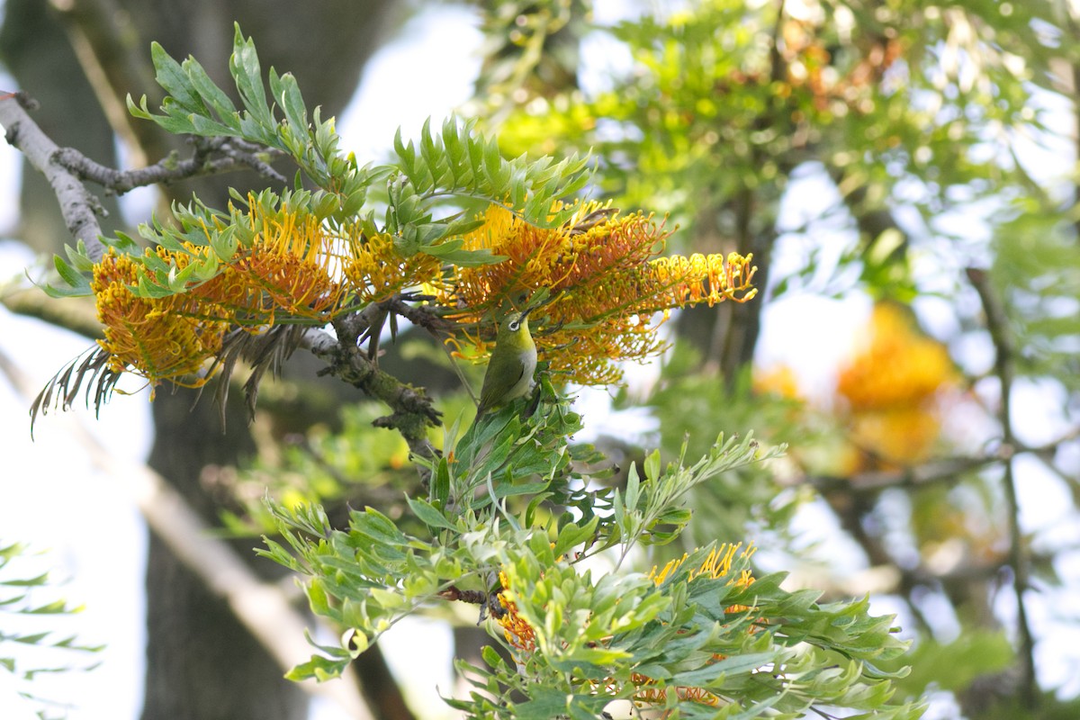 Swinhoe's White-eye - ML598848781