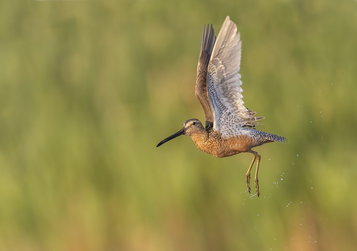 Long-billed Dowitcher - Matt Misewicz