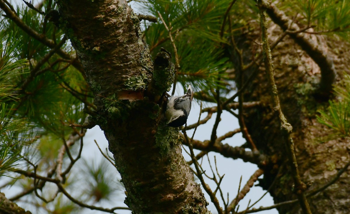 White-breasted Nuthatch - ML598850821