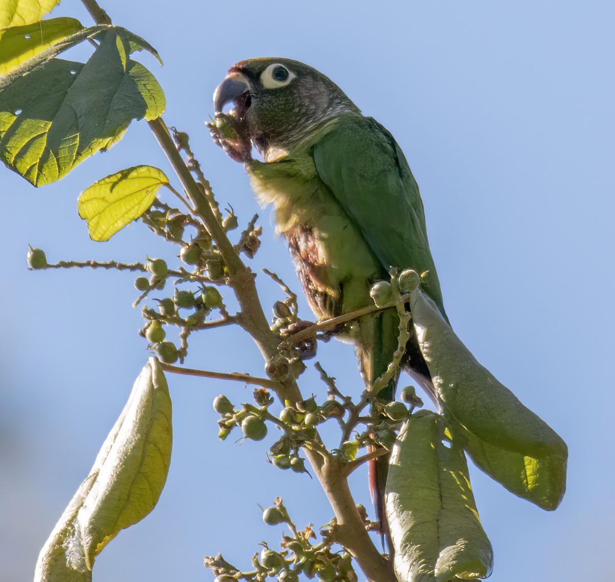 Maroon-bellied Parakeet - ML598851251