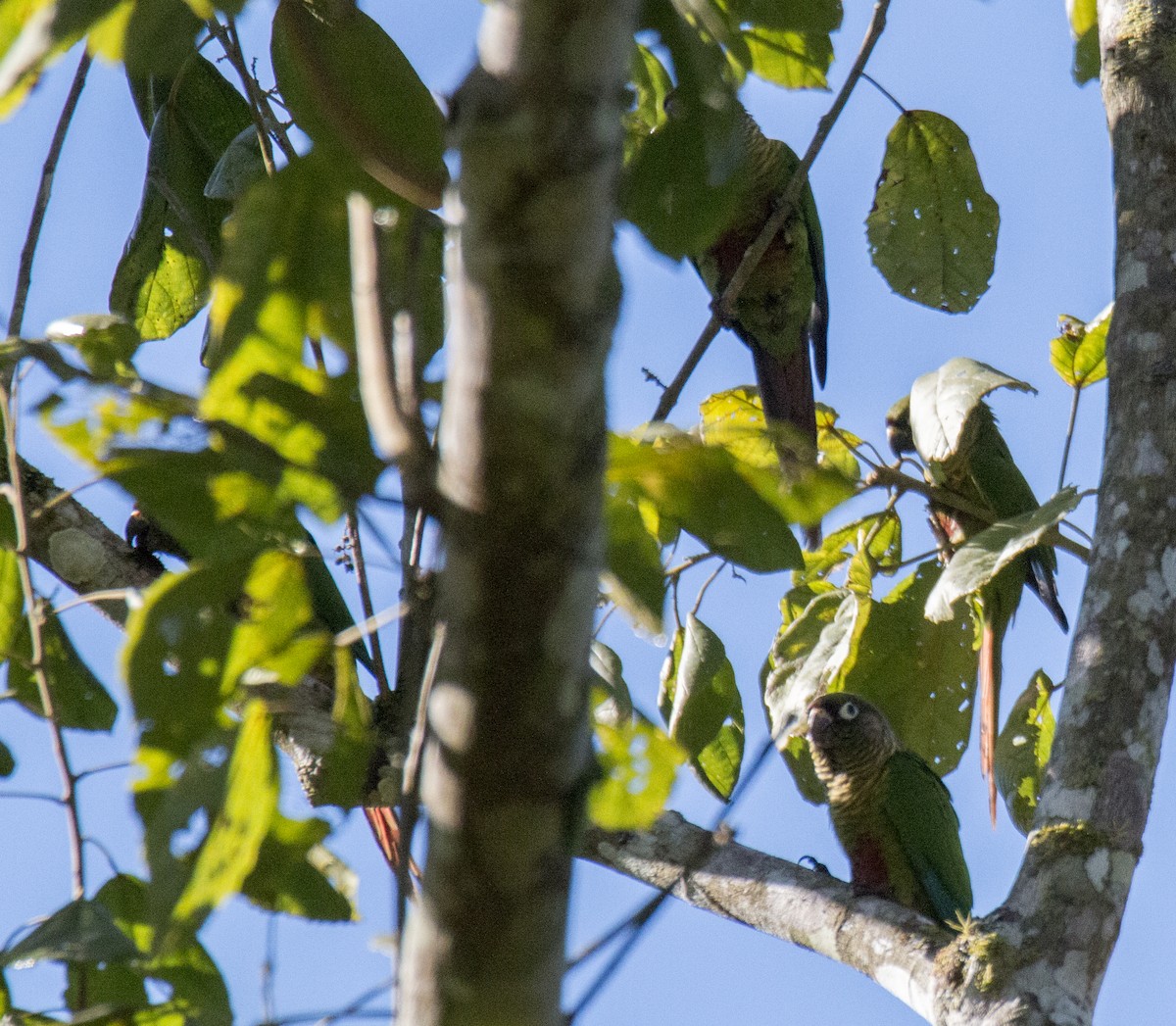 Maroon-bellied Parakeet - ML598851261