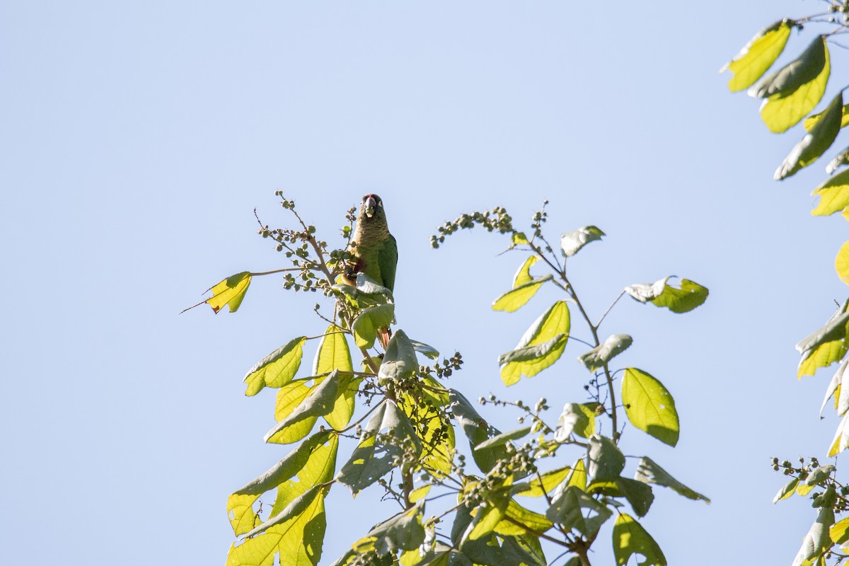 Maroon-bellied Parakeet - ML598851271