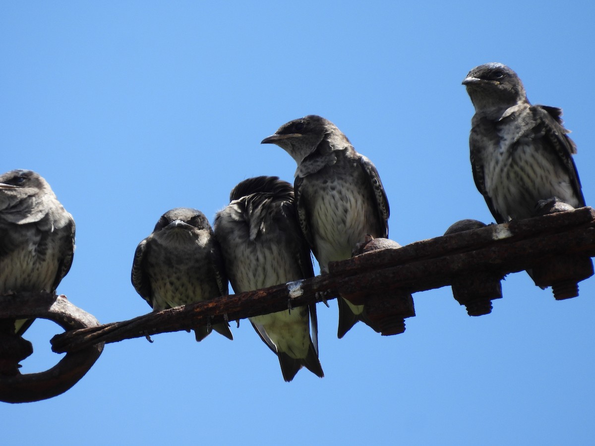 Purple Martin - Stanley Davis