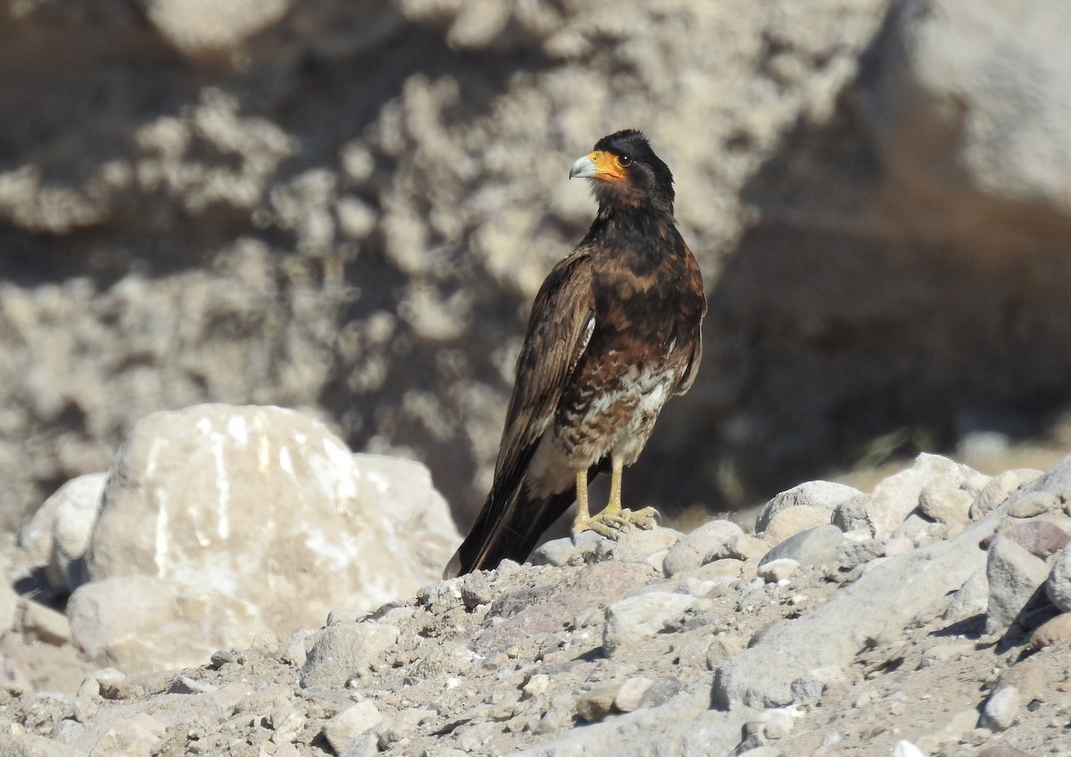 Mountain Caracara - ML598851891