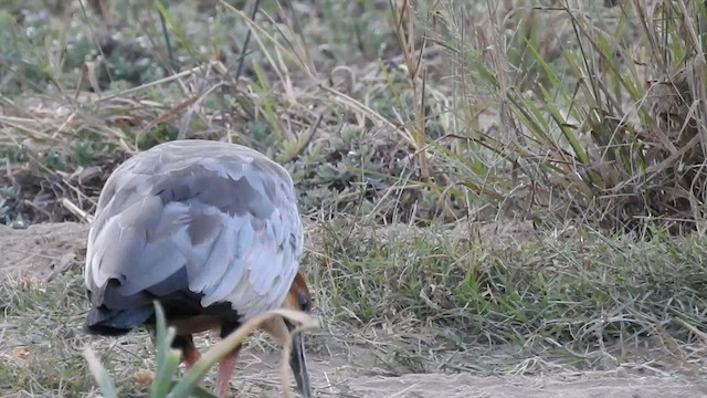 ibis šedokřídlý - ML598852551