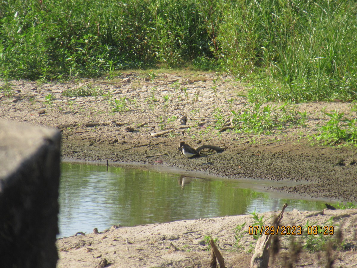 Solitary Sandpiper - ML598852791