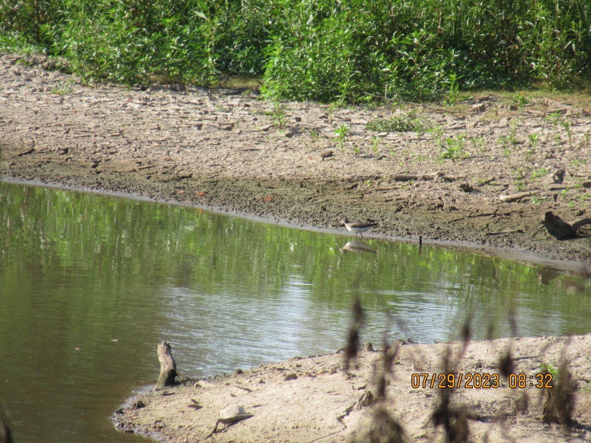 Solitary Sandpiper - ML598852801