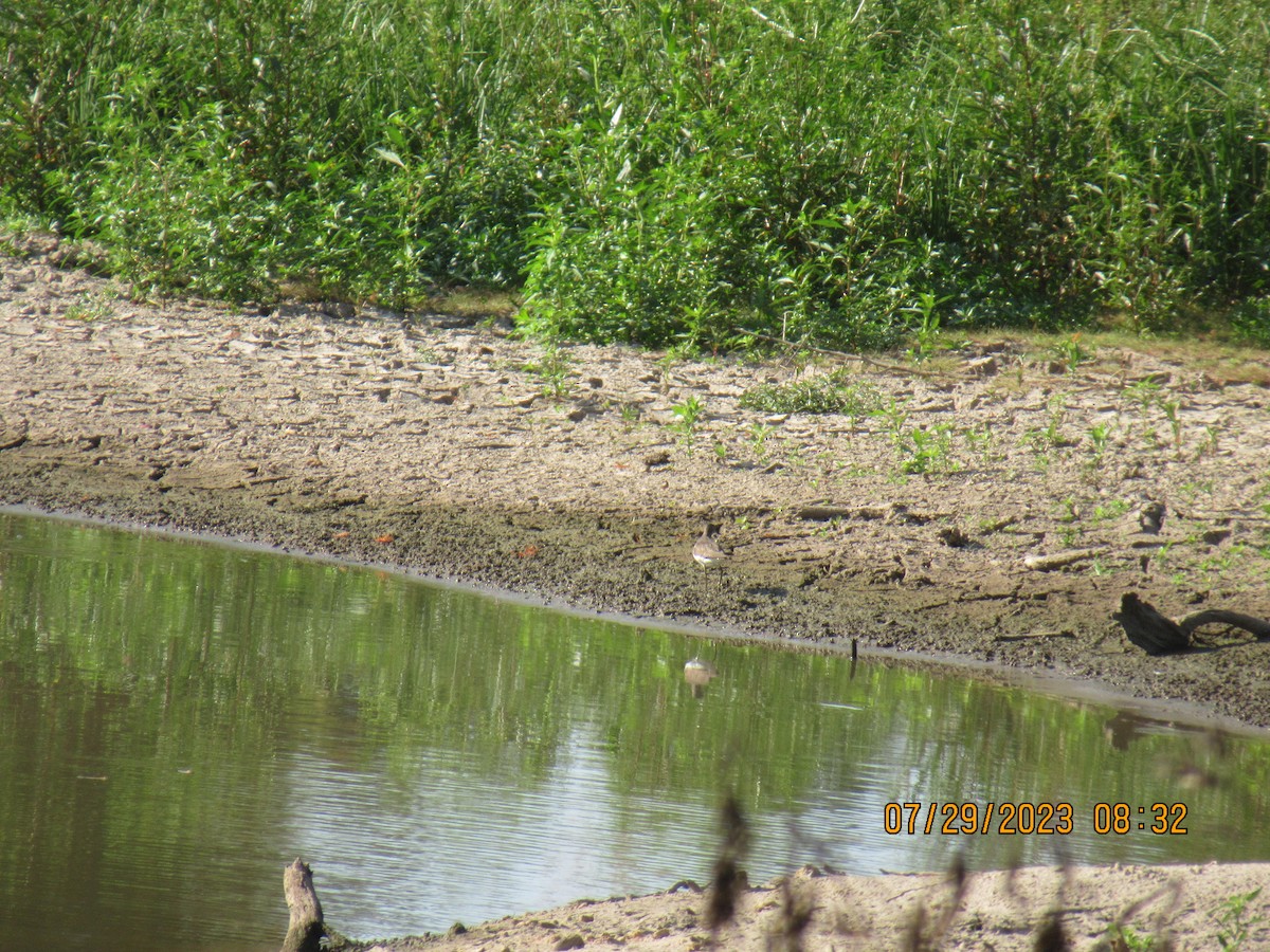 Solitary Sandpiper - ML598852811