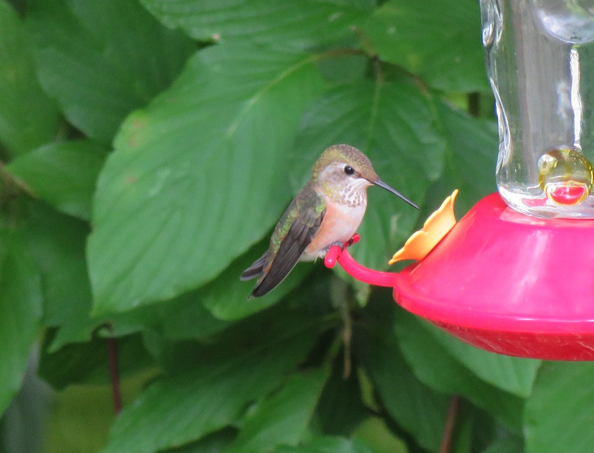 Rufous Hummingbird - ML598853321