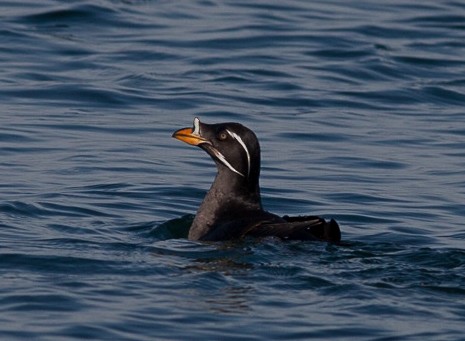 Rhinoceros Auklet - ML59885341