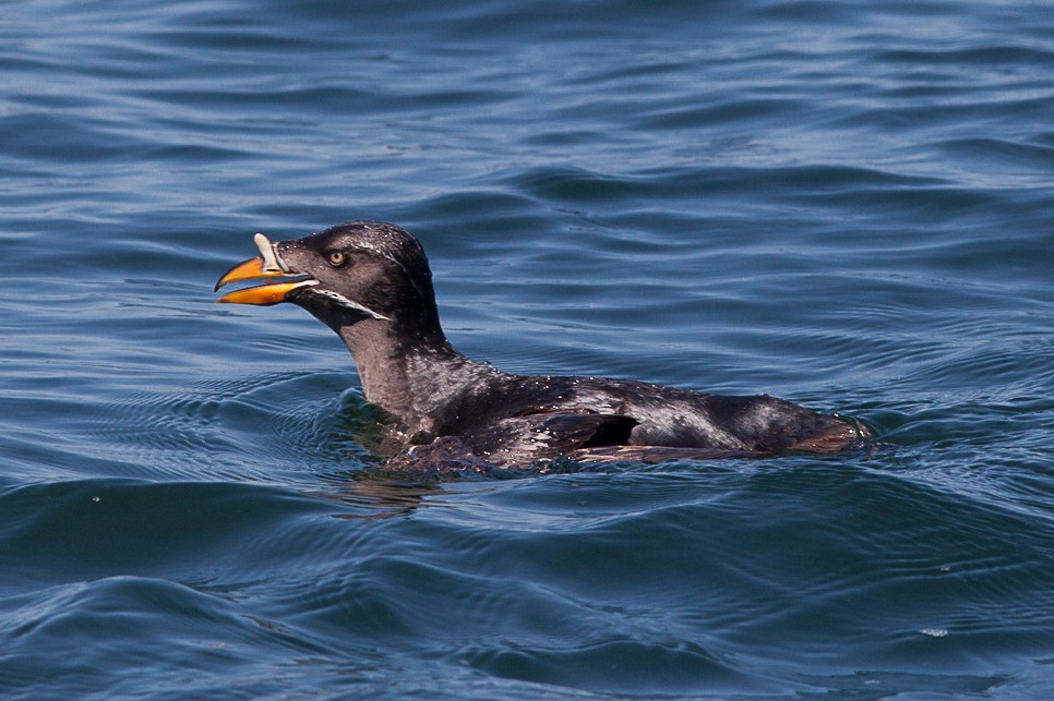 Rhinoceros Auklet - Phil Green