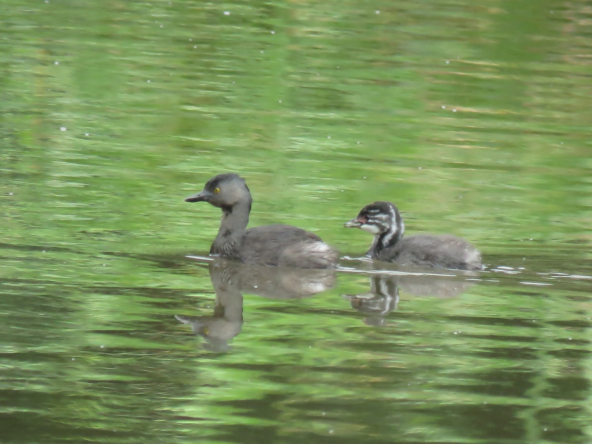 Least Grebe - Paul Stufkens