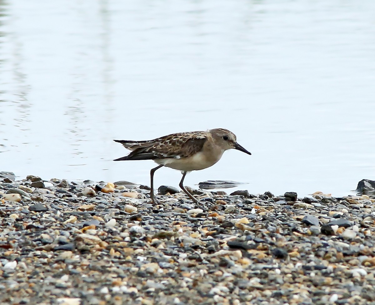 Semipalmated Sandpiper - Brad Bergstrom