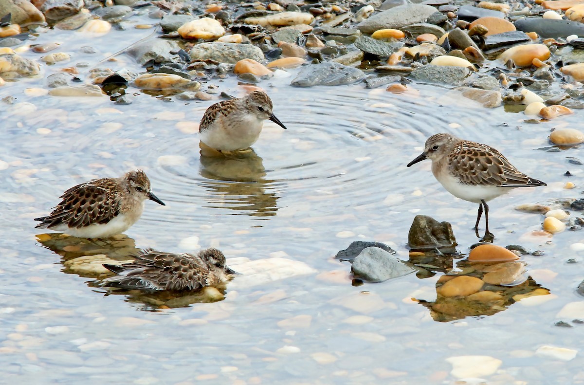 Semipalmated Sandpiper - Brad Bergstrom