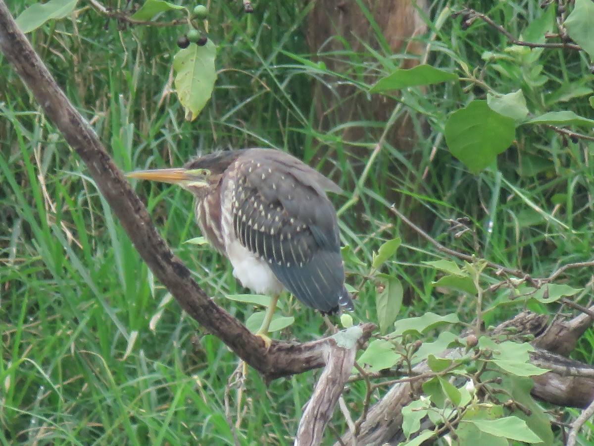 Green Heron - ML598855811