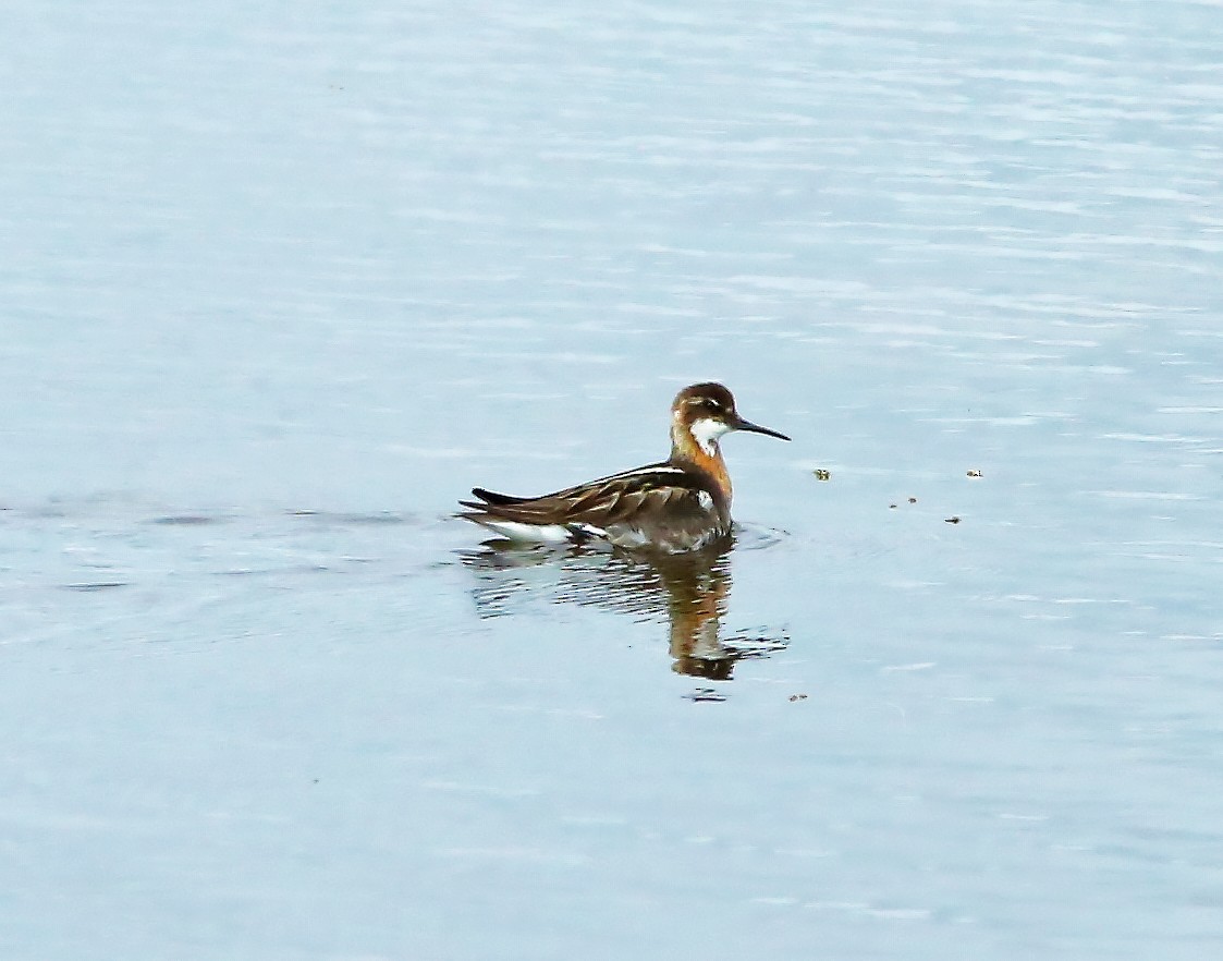 Phalarope à bec étroit - ML598855841