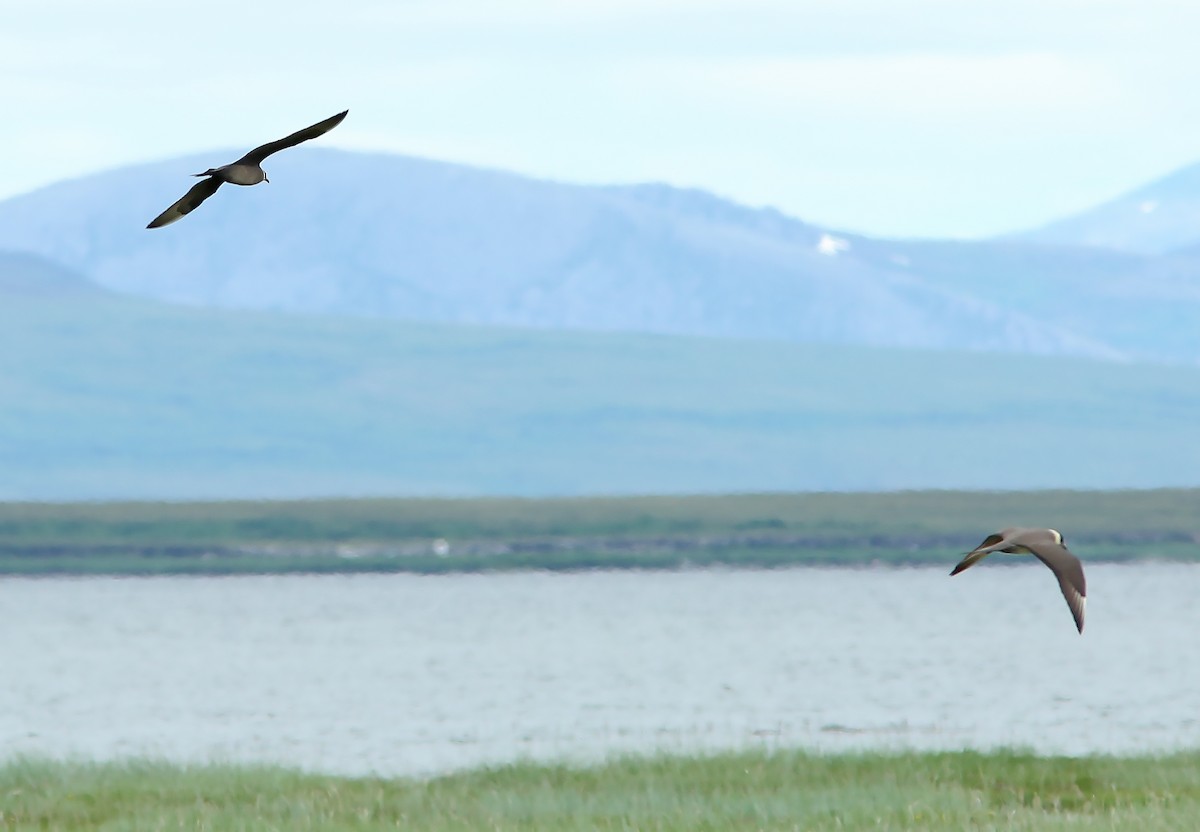 Parasitic Jaeger - Brad Bergstrom