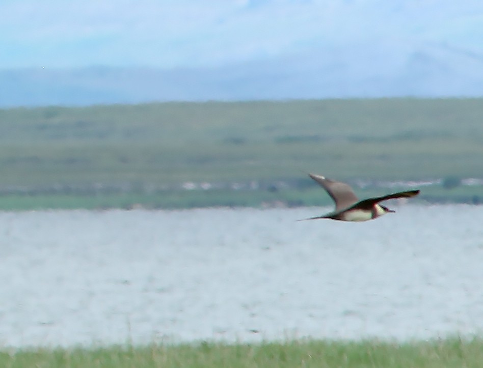 Parasitic Jaeger - Brad Bergstrom