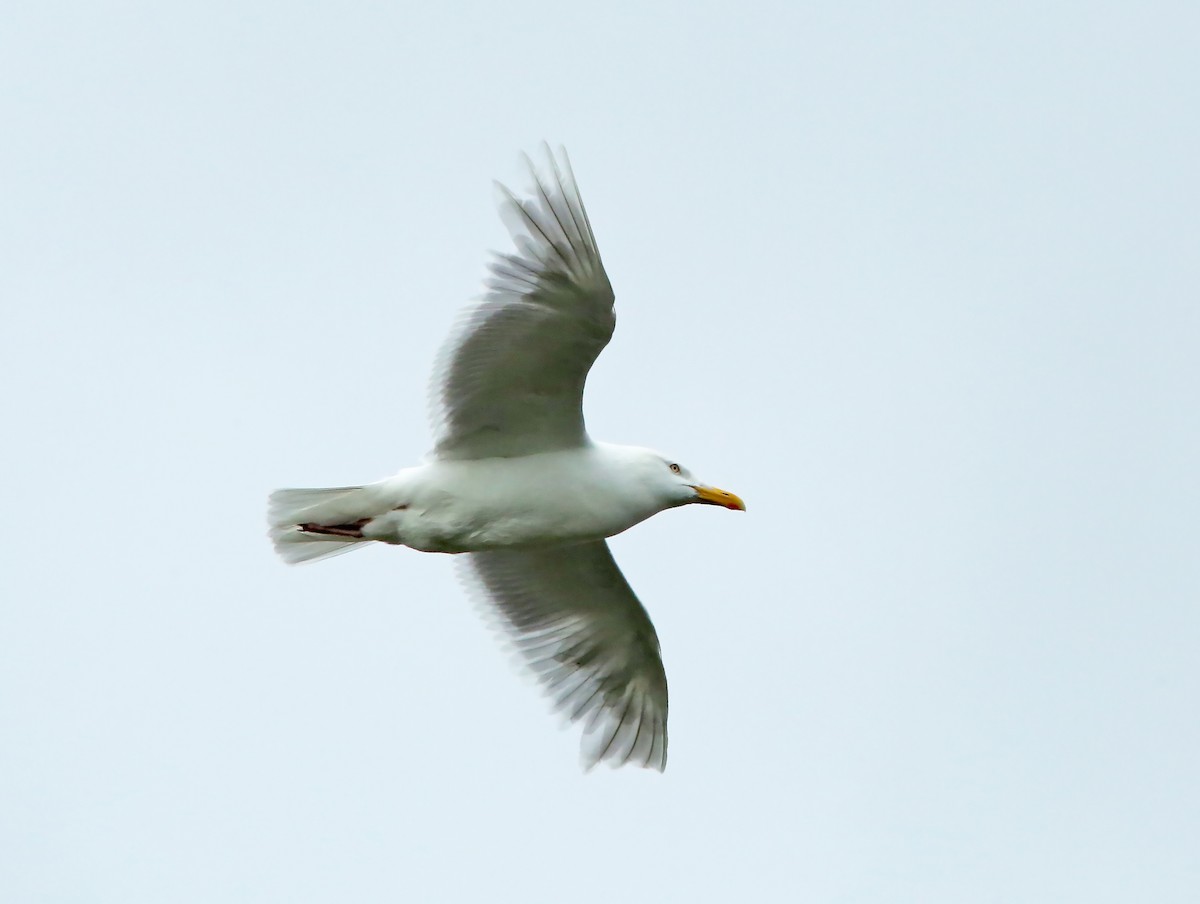 Glaucous Gull - Brad Bergstrom