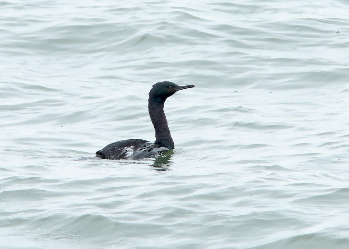 Pelagic Cormorant - Brad Bergstrom