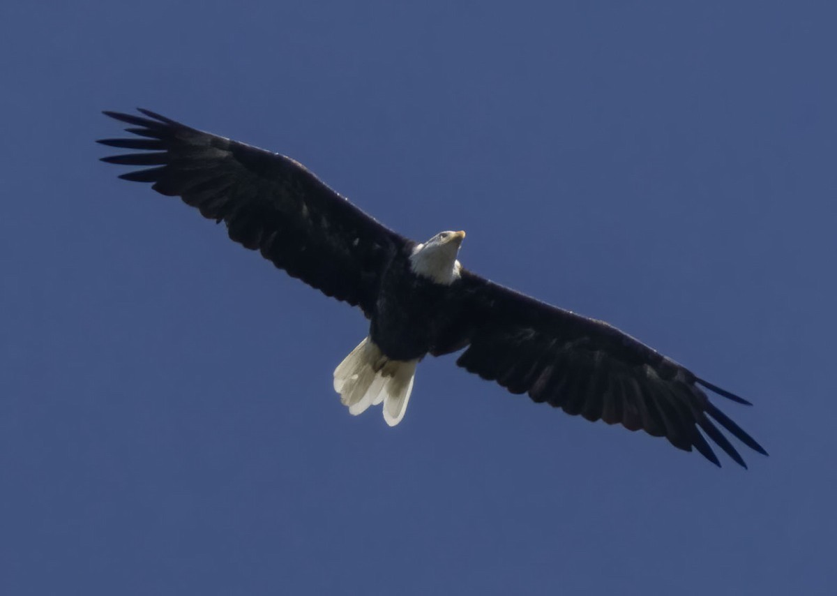 Bald Eagle - ML598856871