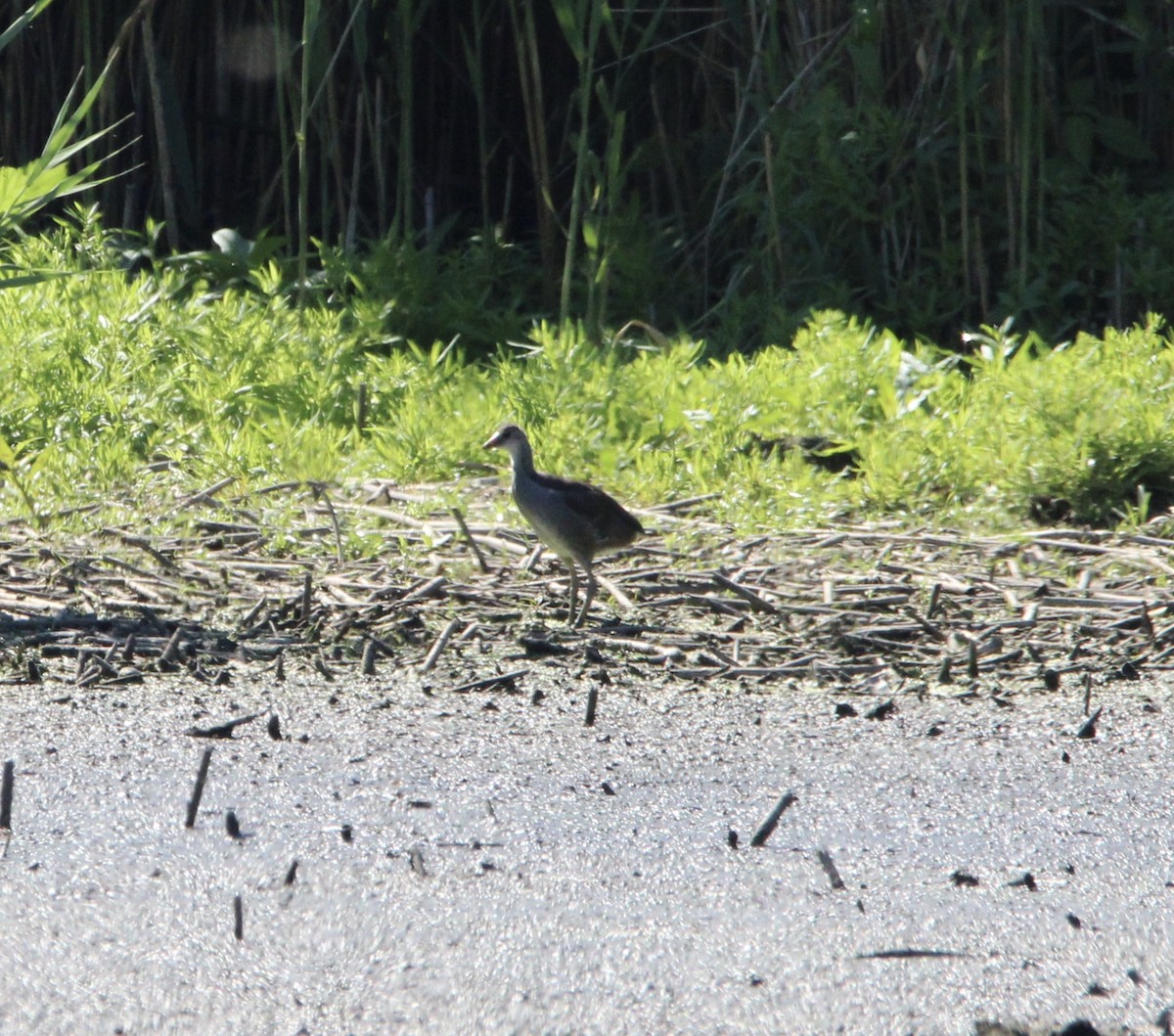 Common Gallinule - ML598857081