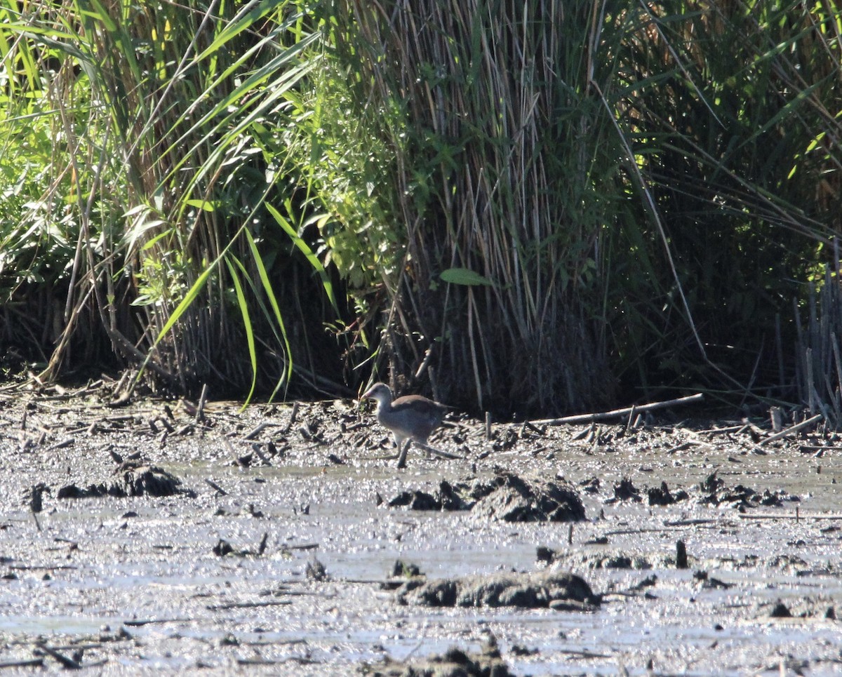 Common Gallinule - ML598857091