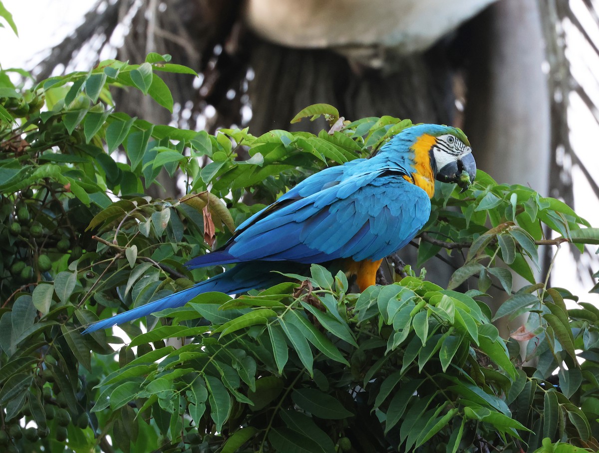 Blue-and-yellow Macaw - ML598857181