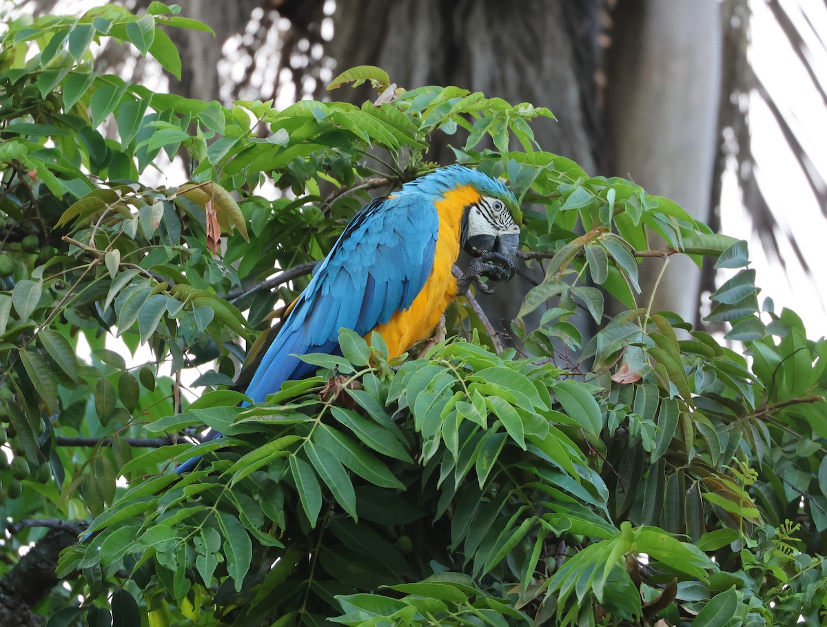 Blue-and-yellow Macaw - ML598857191
