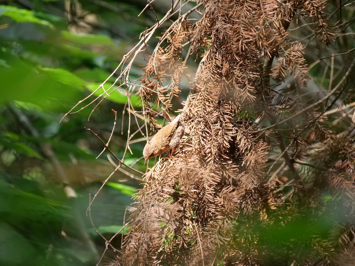 Winter Wren - ML598858371