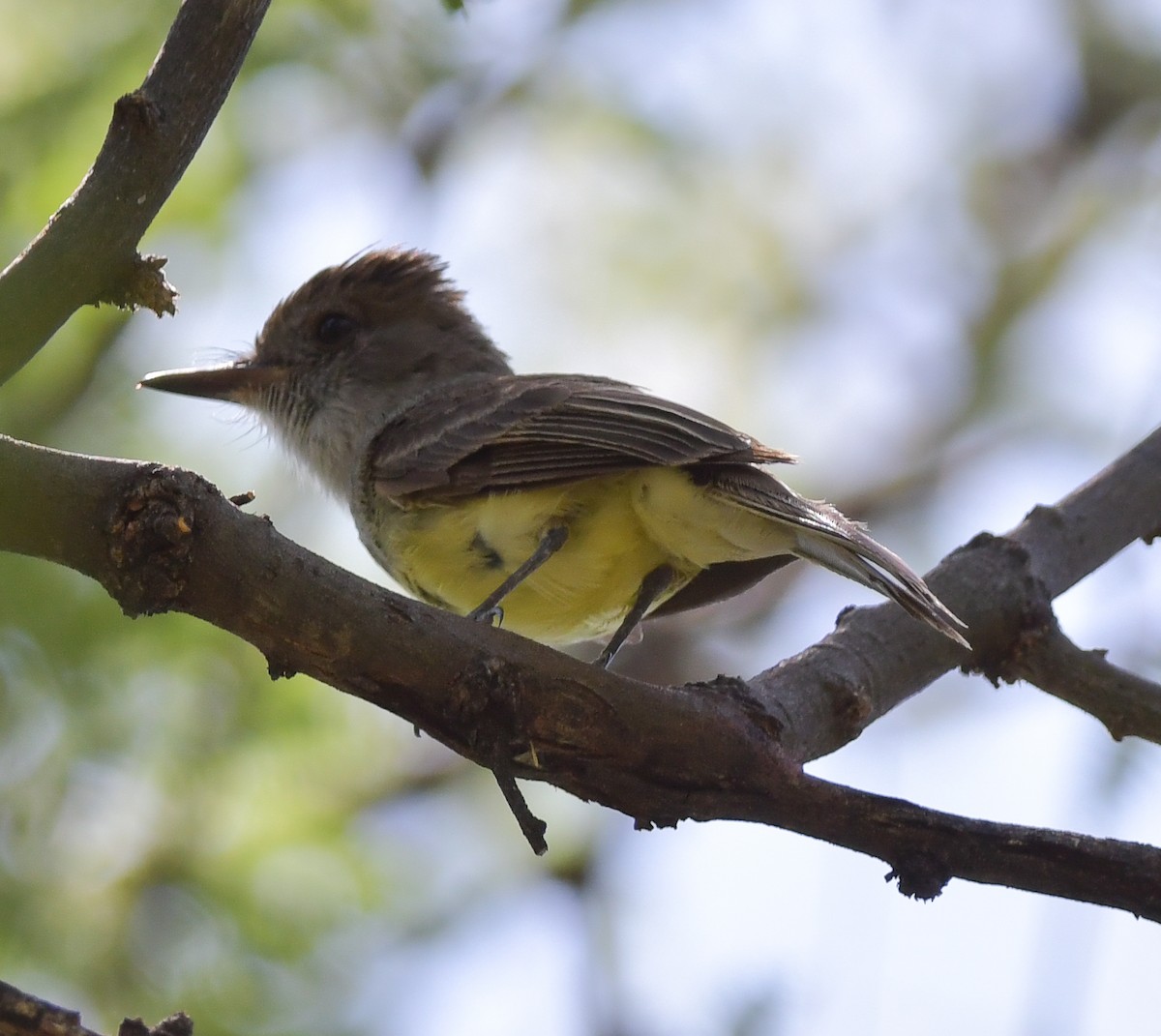 Dusky-capped Flycatcher - ML598862761