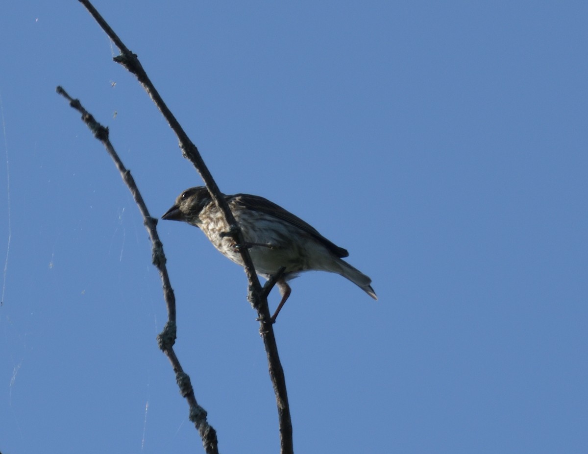 Rose-breasted Grosbeak - ML598863841