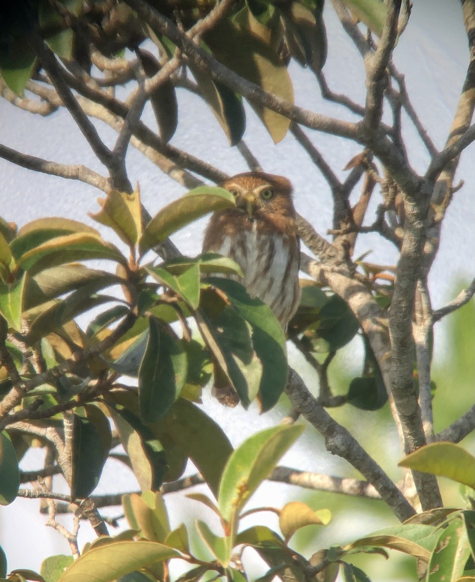 Ferruginous Pygmy-Owl - ML598863881