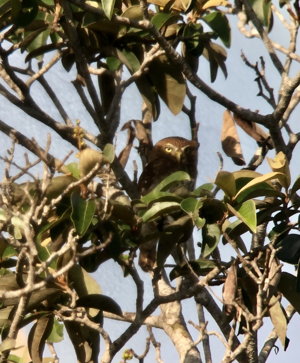 Ferruginous Pygmy-Owl - ML598863911