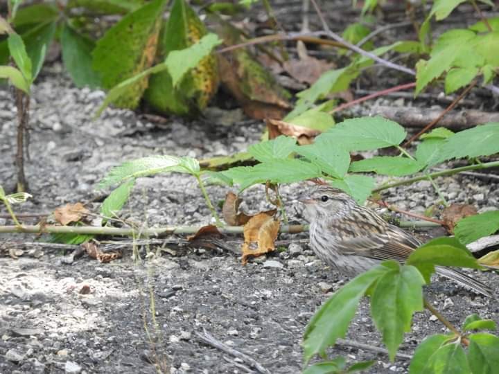 Chipping Sparrow - ML598864151