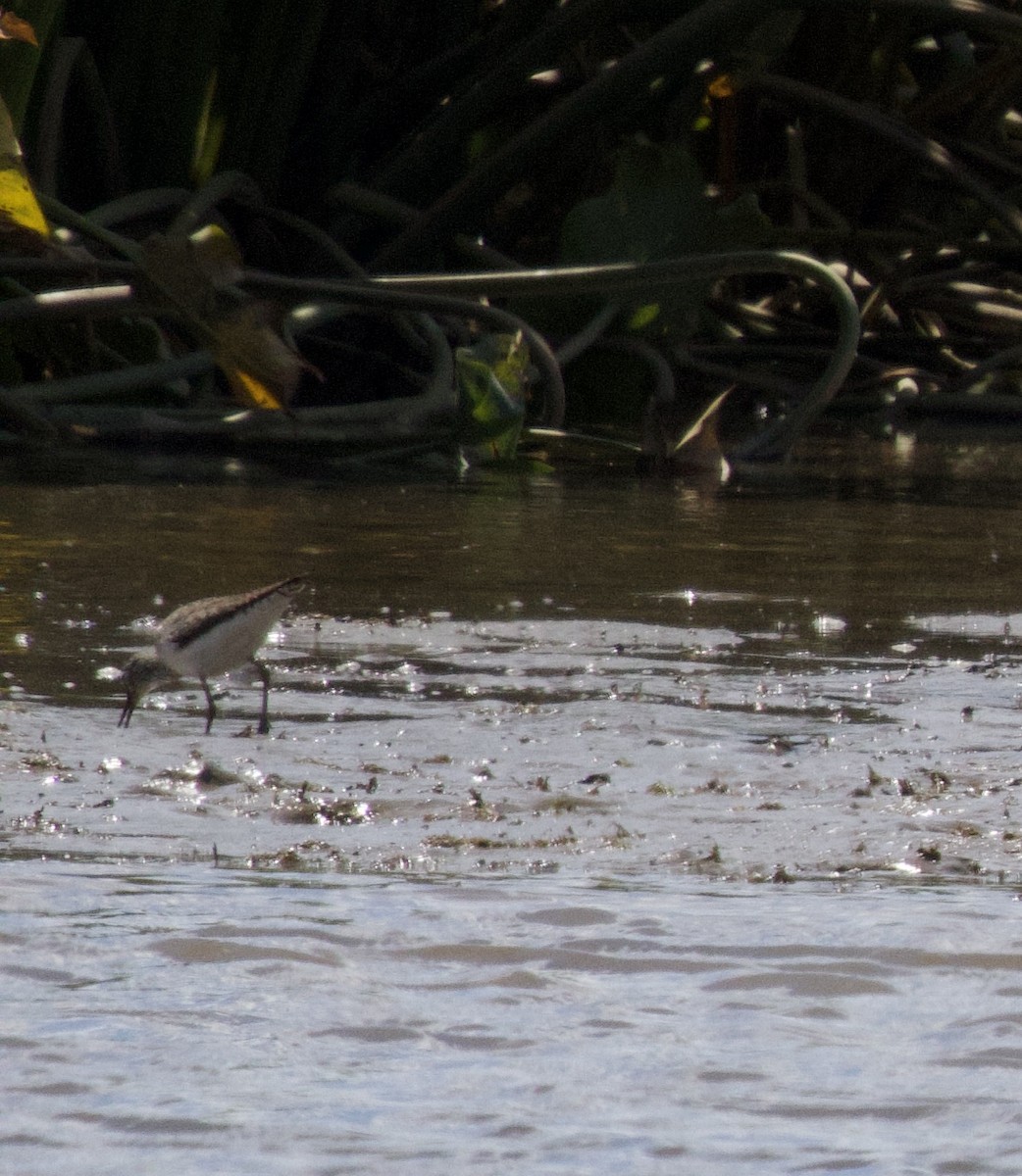 Küçük Sarıbacak - ML598864481