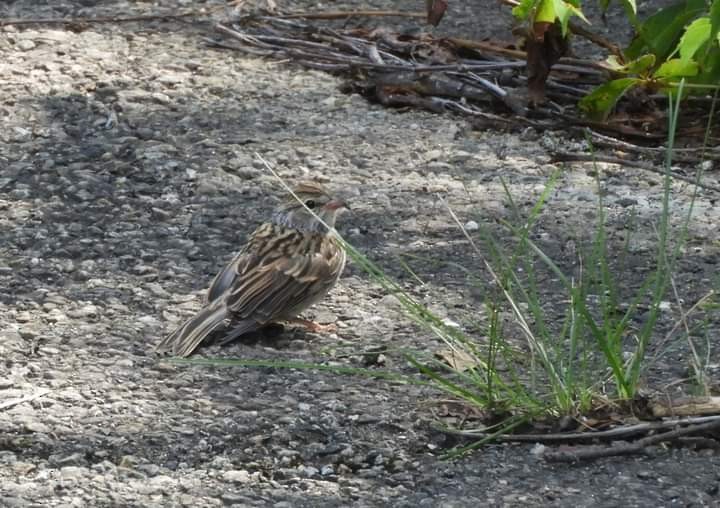 Chipping Sparrow - ML598864621