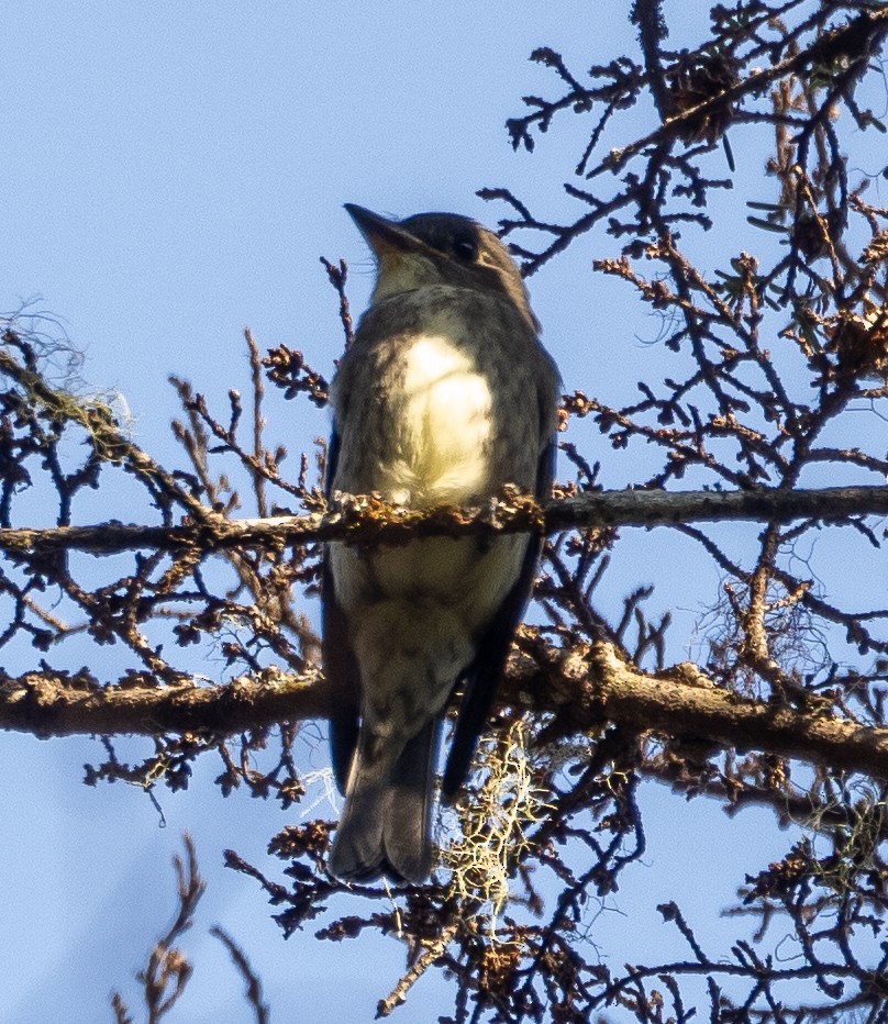 Olive-sided Flycatcher - Sam Zuckerman