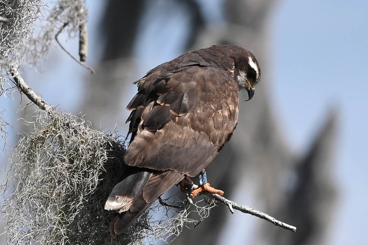 Snail Kite - ML598867951