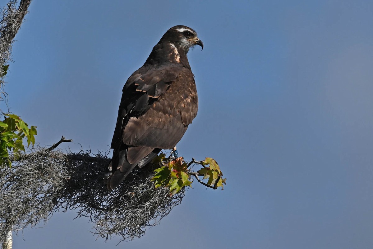 Snail Kite - ML598867961