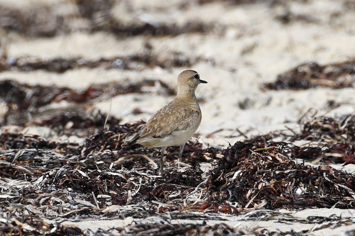 Mountain Plover - ML598867991