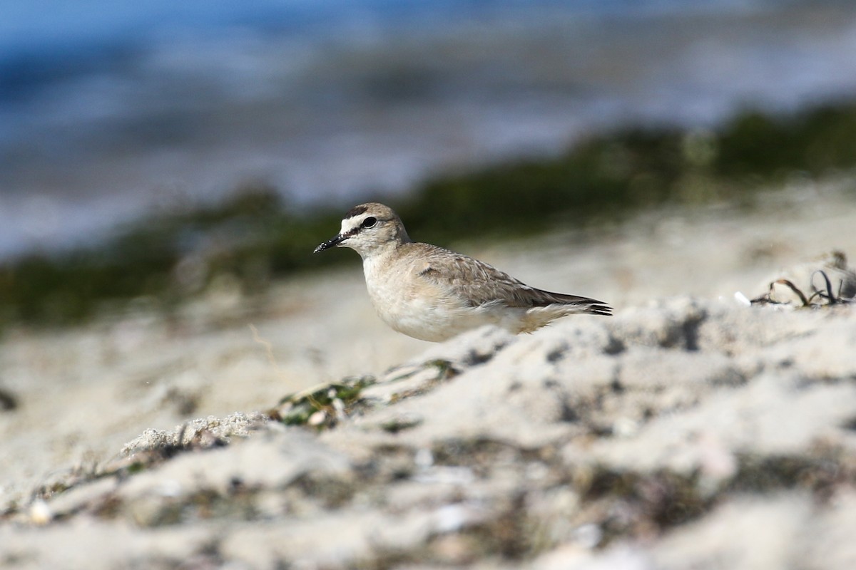 Mountain Plover - ML598868001
