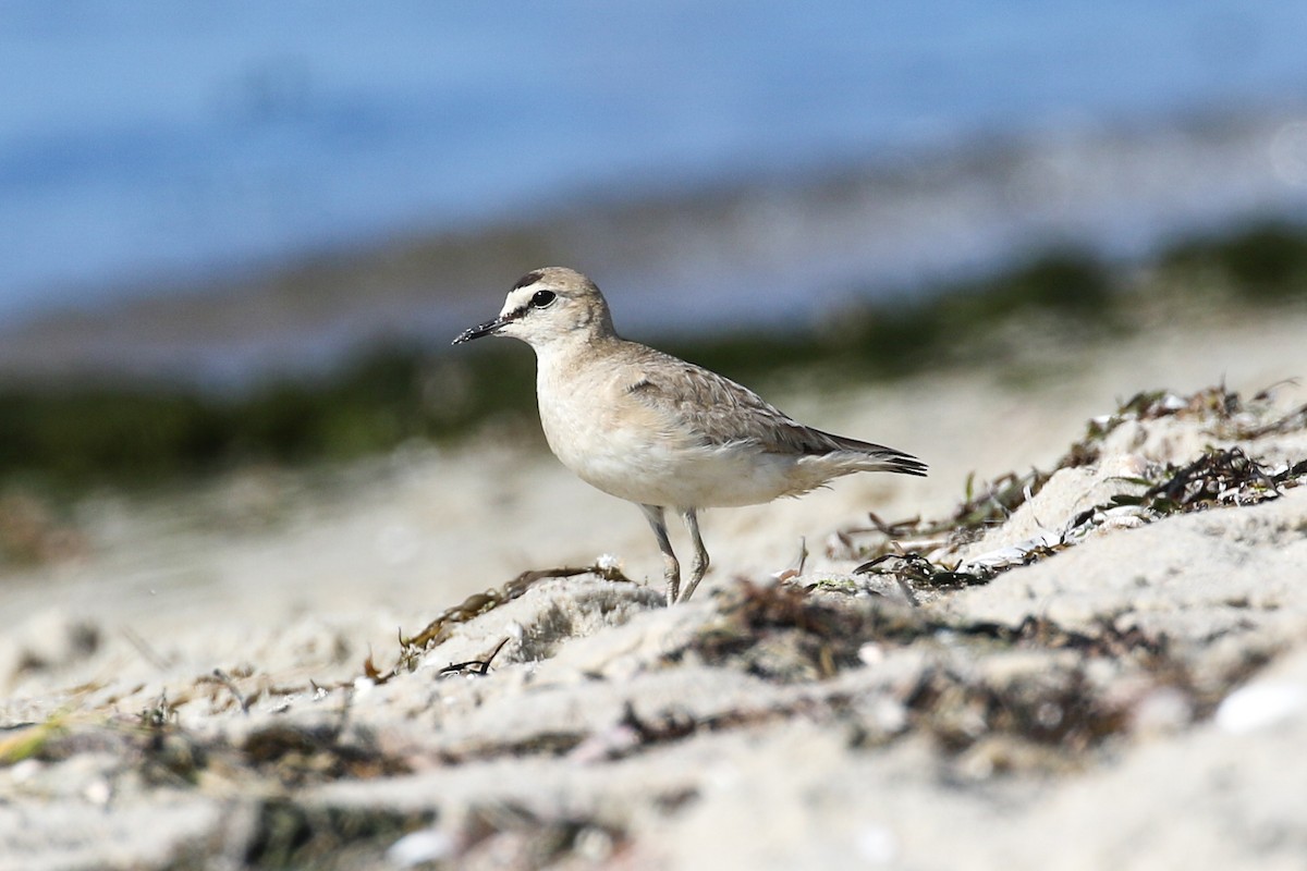 Mountain Plover - ML598868021