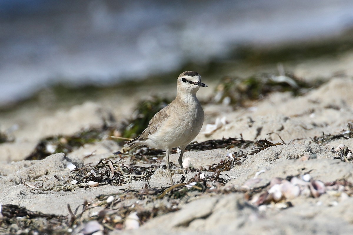 Mountain Plover - ML598868031