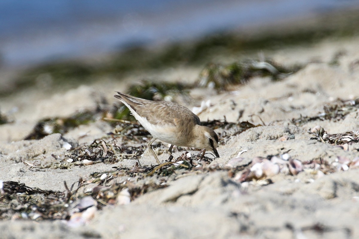 Mountain Plover - ML598868041