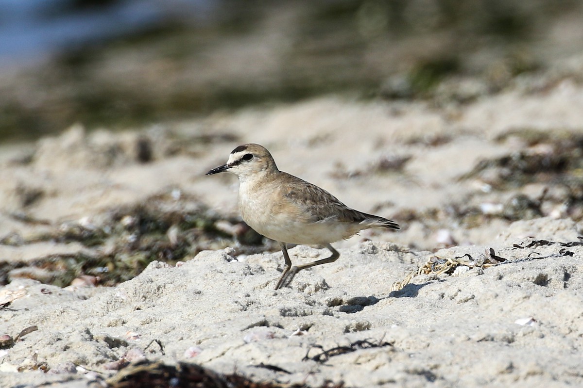 Mountain Plover - ML598868051