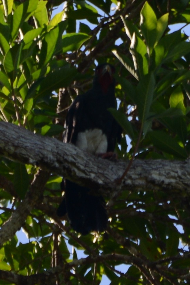 Red-throated Caracara - ML598868431