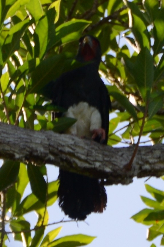 Red-throated Caracara - ML598868661